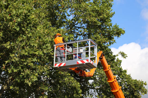 Best Fruit Tree Pruning  in Crystal Lake, FL